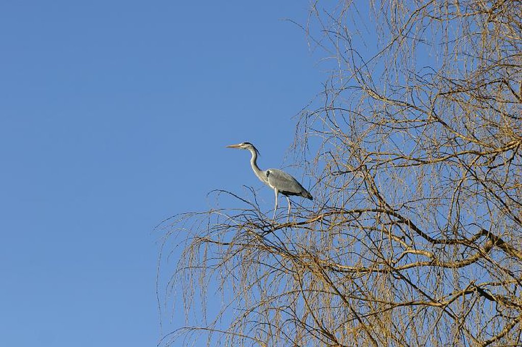 Image 252_5280_rj.jpg