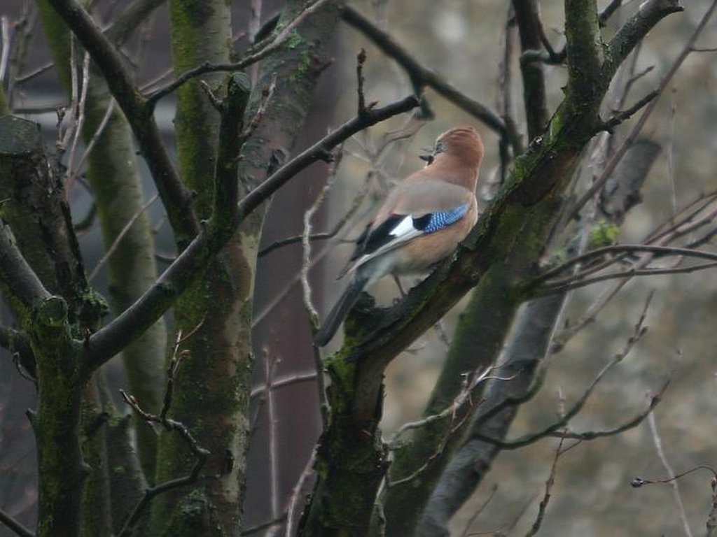 Image 269_6930_cr.jpg