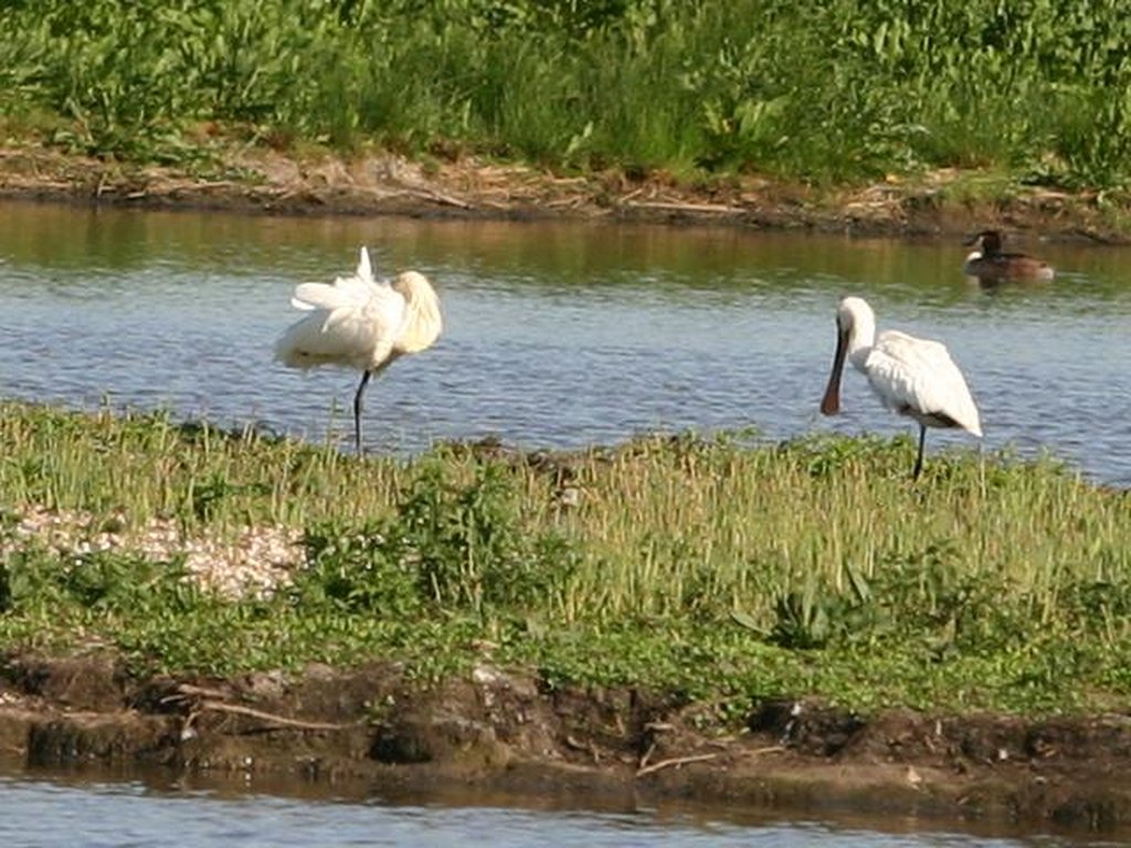 Image 274_7485_cr.jpg