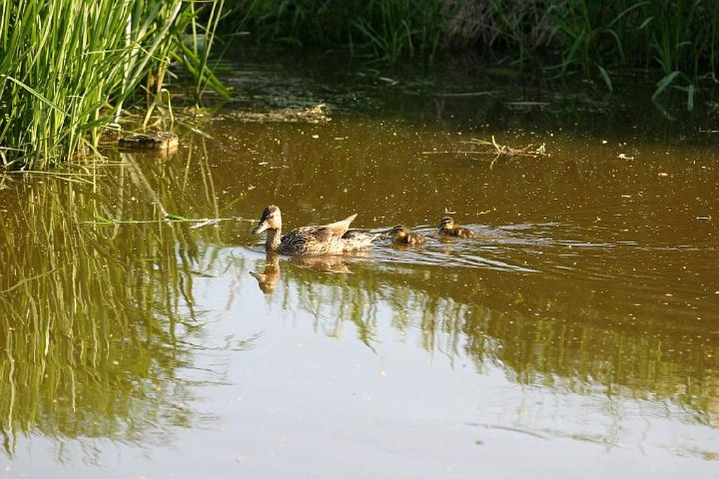 Image 275_7559_cr.jpg