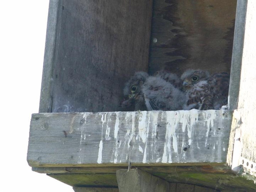 Image 282_8215_cr.jpg