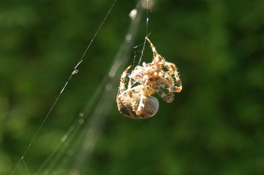 Image 208_0877_rj.jpg